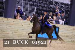 21_BUCK_01921 thumbnail
