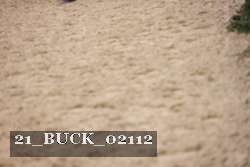 21_BUCK_02112 thumbnail