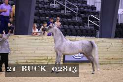 21_BUCK_02813 thumbnail