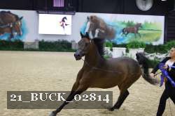 21_BUCK_02814 thumbnail