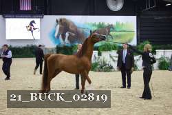 21_BUCK_02819 thumbnail