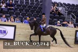 21_BUCK_03214 thumbnail