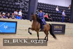 21_BUCK_03237 thumbnail