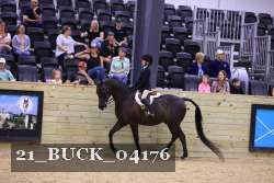 21_BUCK_04176 thumbnail