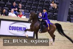 21_BUCK_05000 thumbnail