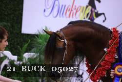 21_BUCK_05027 thumbnail