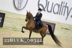 22BUCK_00344 thumbnail