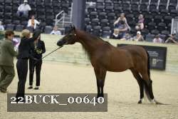 22BUCK_00640 thumbnail