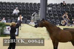 22BUCK_00644 thumbnail
