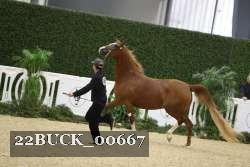 22BUCK_00667 thumbnail