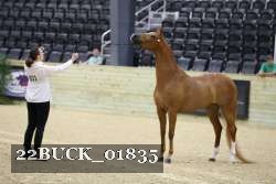 22BUCK_01835 thumbnail