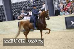 22BUCK_02873 thumbnail