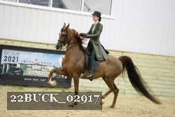 22BUCK_02917 thumbnail