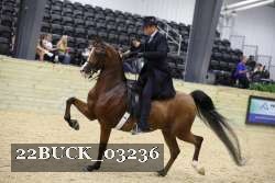 22BUCK_03236 thumbnail