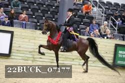 22BUCK_07177 thumbnail