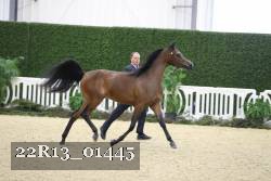 22R13_01445 thumbnail
