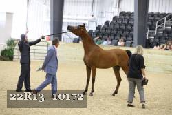 22R13_10172 thumbnail
