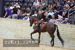 22R13_12808 thumbnail