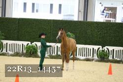 22R13_14457 thumbnail