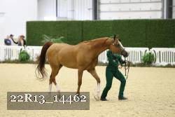 22R13_14462 thumbnail