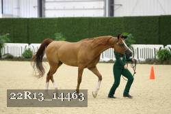22R13_14463 thumbnail