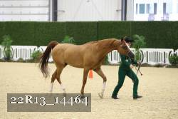 22R13_14464 thumbnail
