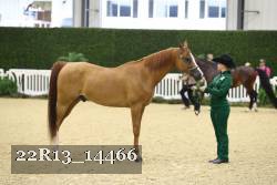 22R13_14466 thumbnail
