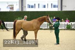22R13_14467 thumbnail