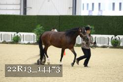 22R13_14473 thumbnail