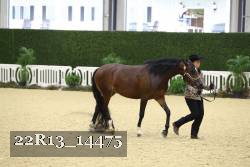 22R13_14475 thumbnail