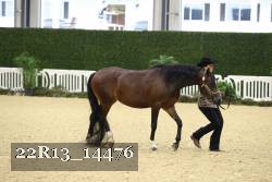 22R13_14476 thumbnail