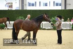 22R13_14479 thumbnail