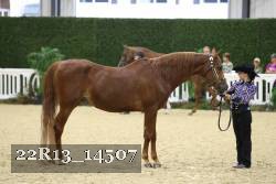 22R13_14507 thumbnail