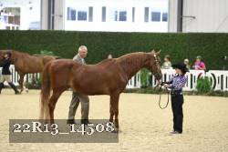 22R13_14508 thumbnail