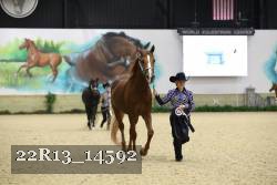 22R13_14592 thumbnail