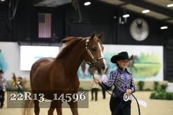 22R13_14596 thumbnail
