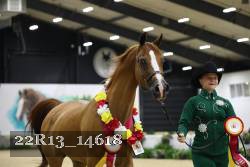22R13_14618 thumbnail
