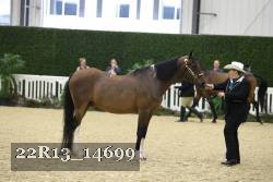 22R13_14699 thumbnail