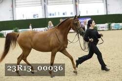 23R13_00036 thumbnail