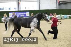 23R13_00042 thumbnail