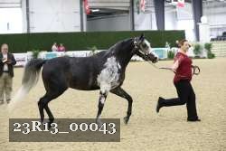 23R13_00043 thumbnail