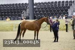 23R13_00048 thumbnail
