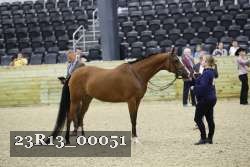 23R13_00051 thumbnail