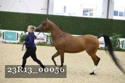 23R13_00056 thumbnail