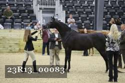 23R13_00083 thumbnail