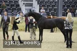 23R13_00085 thumbnail