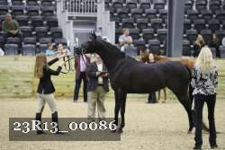 23R13_00086 thumbnail