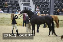 23R13_00087 thumbnail