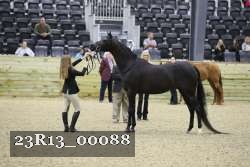 23R13_00088 thumbnail