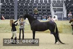 23R13_00089 thumbnail